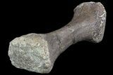 Camarasaurus Metatarsal (Toe Bone) - Wyoming #76729-2